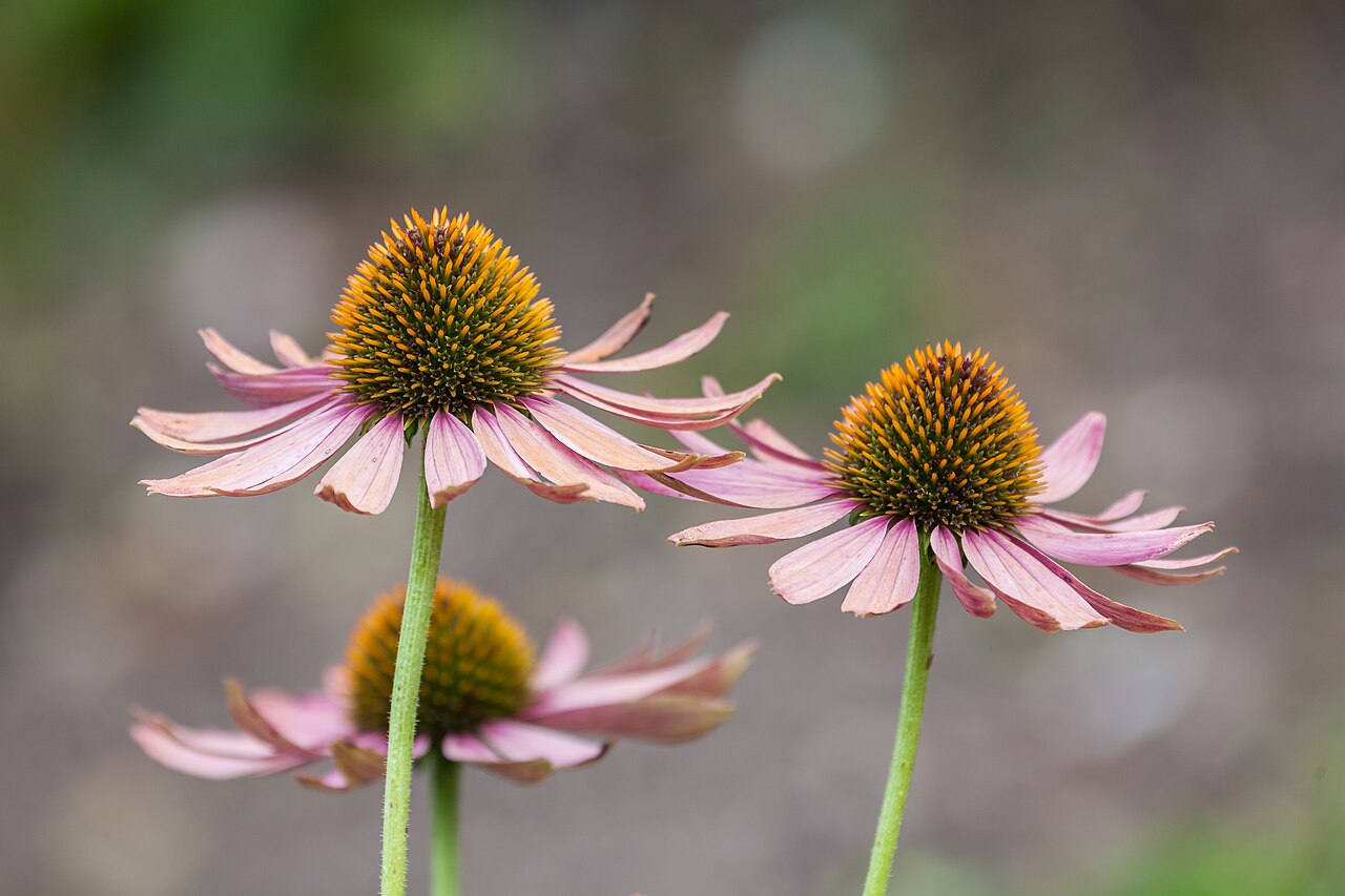 Image: Echinacea, the Strongest Evidence
