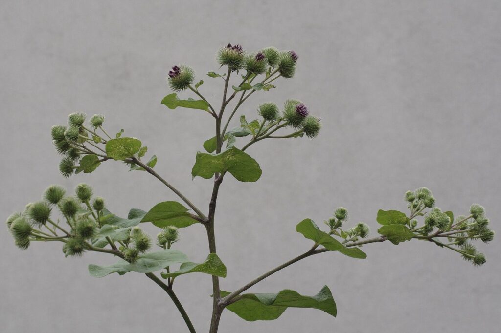 A greater burdock plant with round spiny green burrs and purple flower tufts against a grey wall.