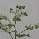 A greater burdock plant with round spiny green burrs and purple flower tufts against a grey wall.