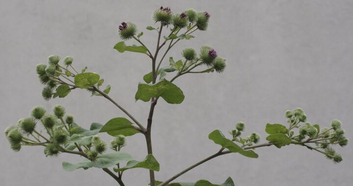 A greater burdock plant with round spiny green burrs and purple flower tufts against a grey wall.