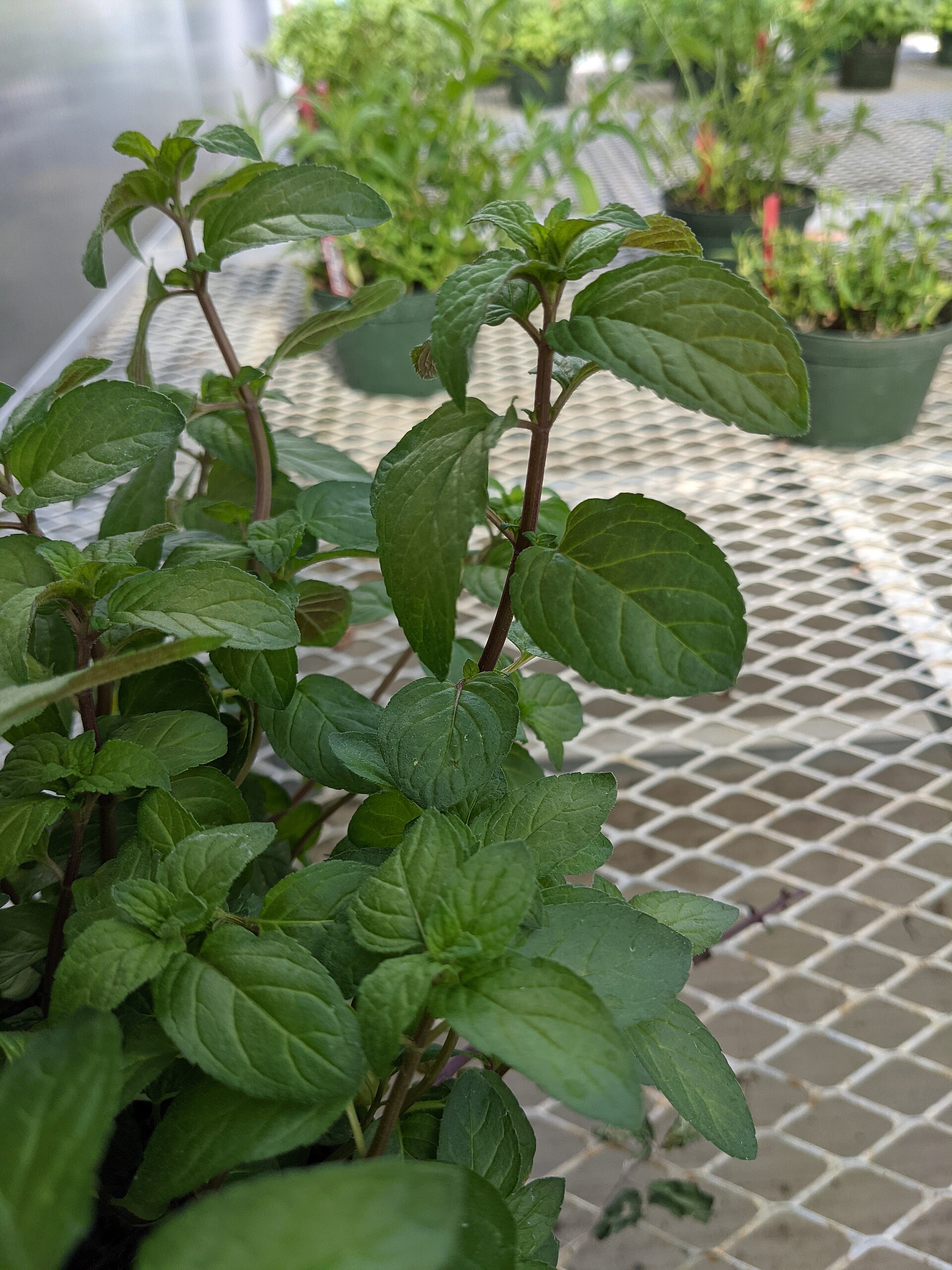 A leafy peppermint plant with dark green serrated leaves on purple-tinged stems, growing in a pot at a garden centre.