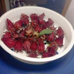 A white colander full of fresh deep-red roselle calyces resting on a blue bowl.