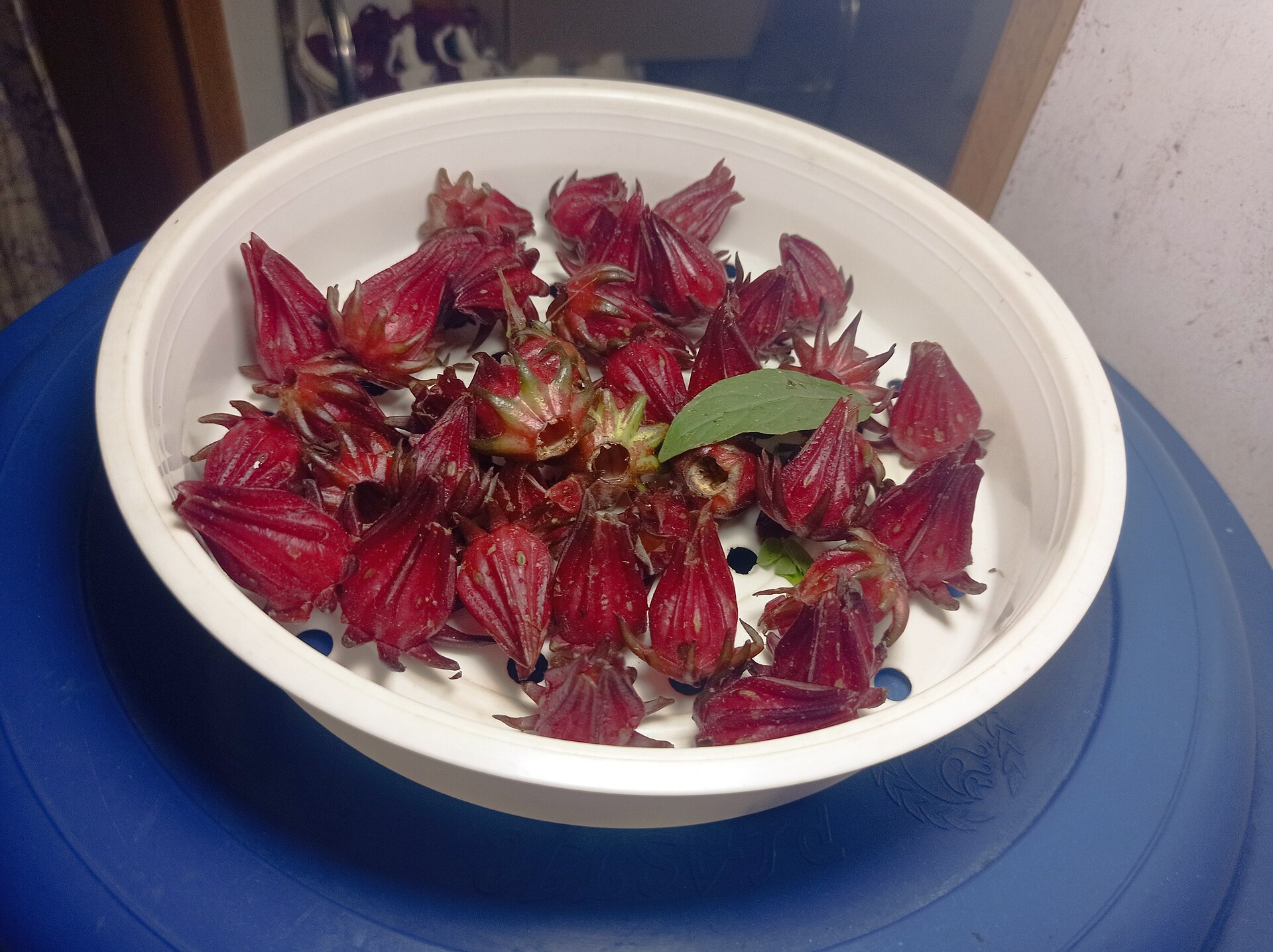A white colander full of fresh deep-red roselle calyces, the fleshy pods used to make hibiscus tea, resting on a blue bowl.