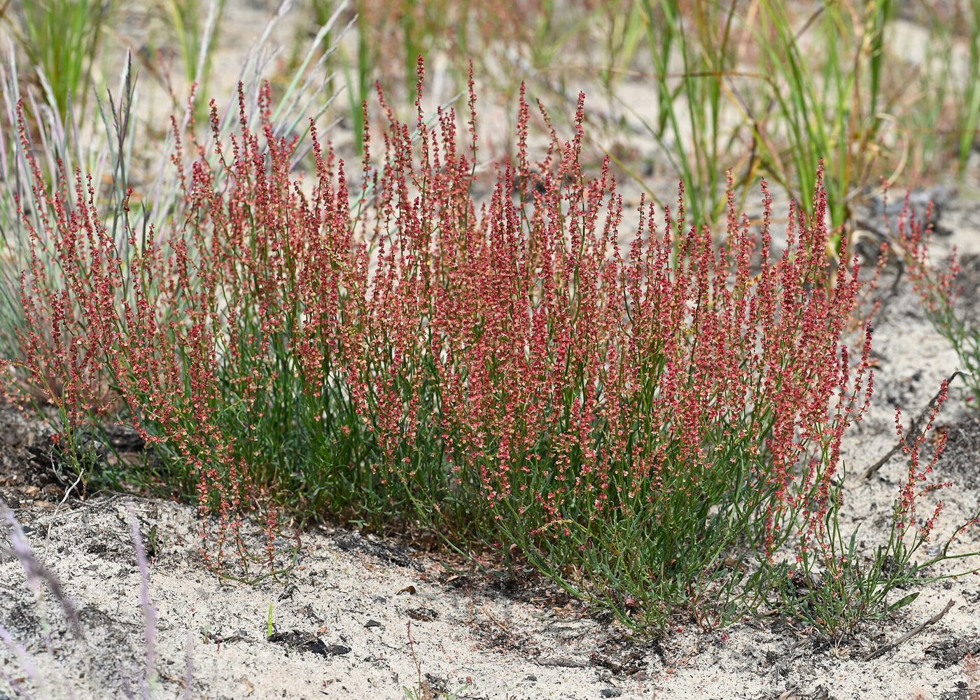 A clump of sheep sorrel with thin green stems topped by spikes of tiny rust-red flowers, growing in pale sandy soil.