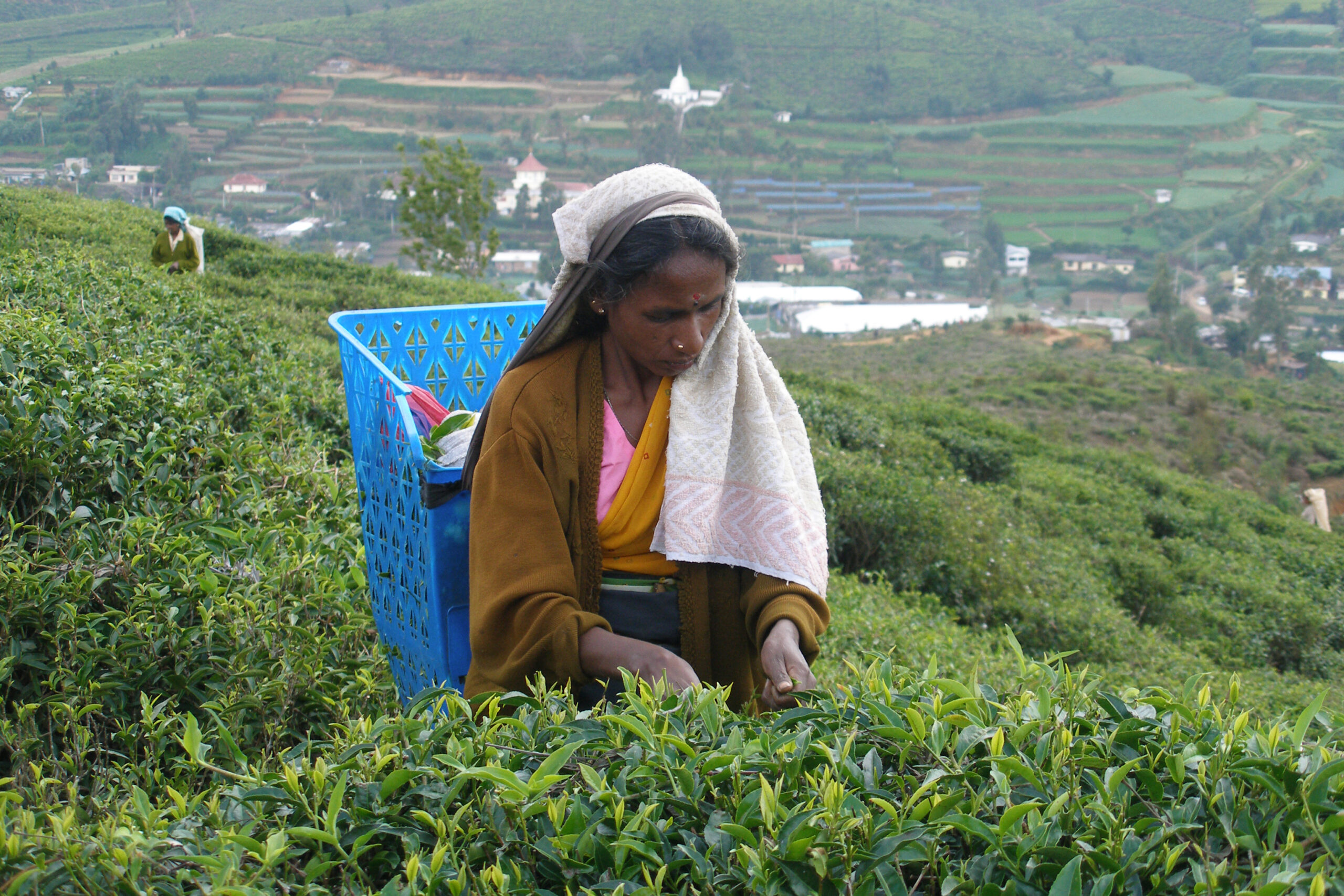 Tea bushes in rows across the rolling Nuwara Eliya plateau in Sri Lanka — the same high-altitude zone where Ceylon black tea is grown.
