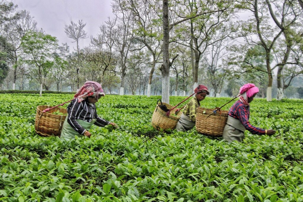 Three women with wicker baskets on their backs plucking tea leaves among green bushes and shade trees on an estate in Assam.