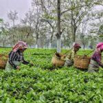 Three women with wicker baskets on their backs plucking tea leaves among green bushes and shade trees on an estate in Assam.
