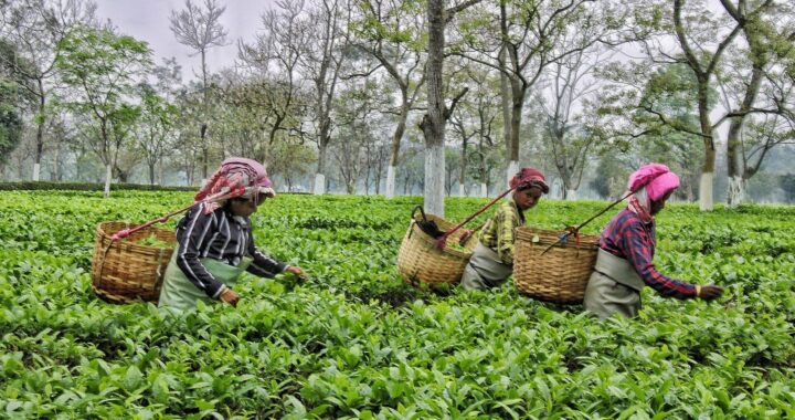 Three women with wicker baskets on their backs plucking tea leaves among green bushes and shade trees on an estate in Assam.