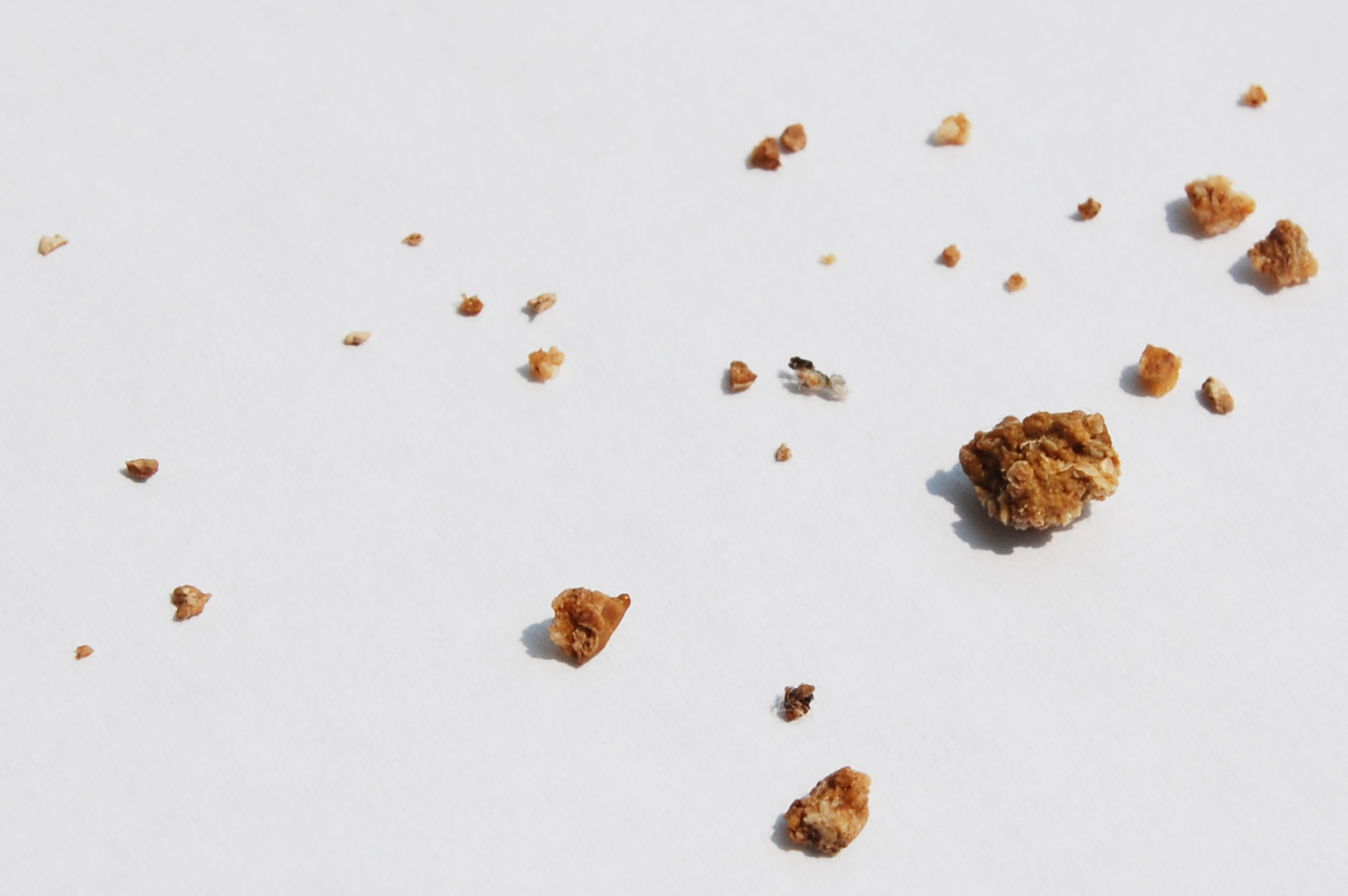 Small brown, crumbly fragments of a kidney stone scattered on a white sheet of paper, the largest about the size of a lentil.