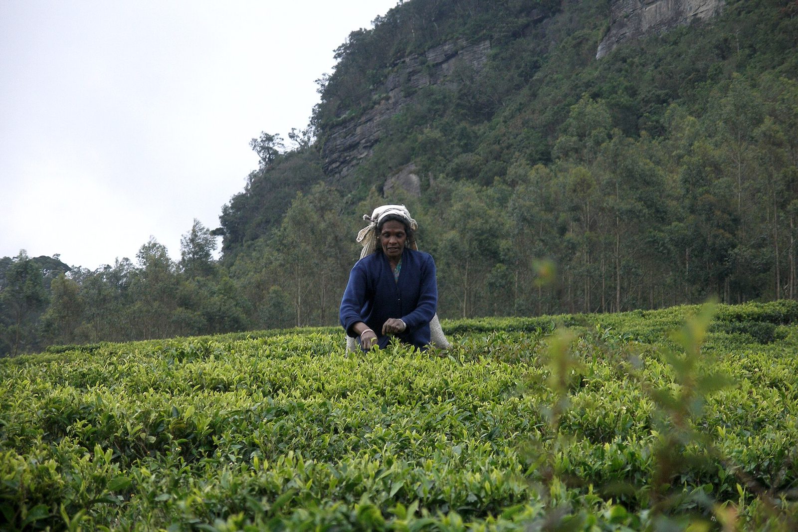 A woman with a sack on her back plucking tea leaves among waist-high tea bushes near Nuwara Eliya, with a steep wooded cliff behind her.