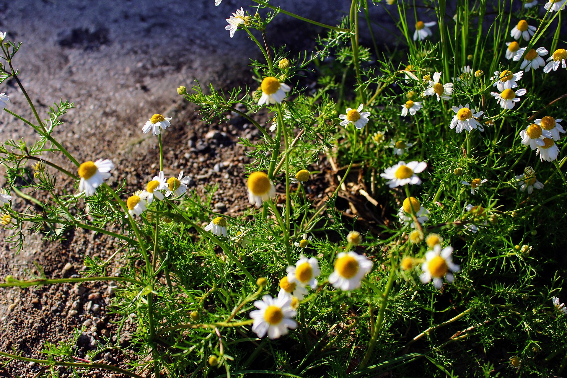 Wild chamomile plants with small white-petalled, yellow-centred flowers growing on sandy soil at the edge of a field.