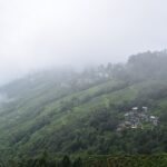 Tea bushes on steep green hillsides at Happy Valley Tea Estate in Darjeeling, with mist covering the upper slopes.
