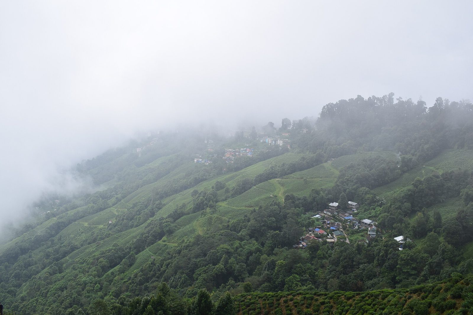 Tea bushes on steep green hillsides at Happy Valley Tea Estate in Darjeeling, with a village and trees below and mist covering the upper slopes.