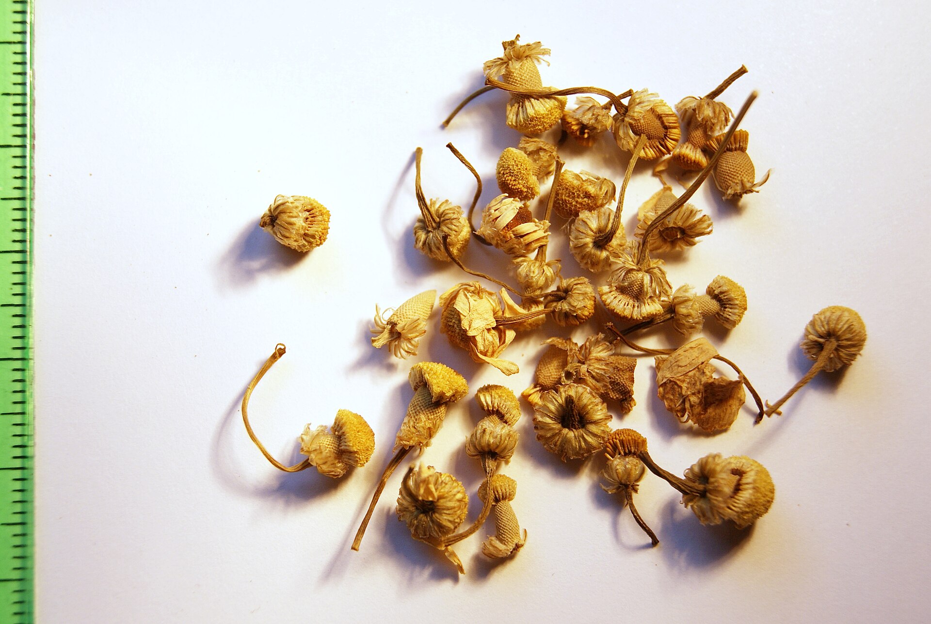 Dried German chamomile flower heads, each a small golden cone with shrivelled cream petals and a thin stem, scattered on white paper next to a green ruler.