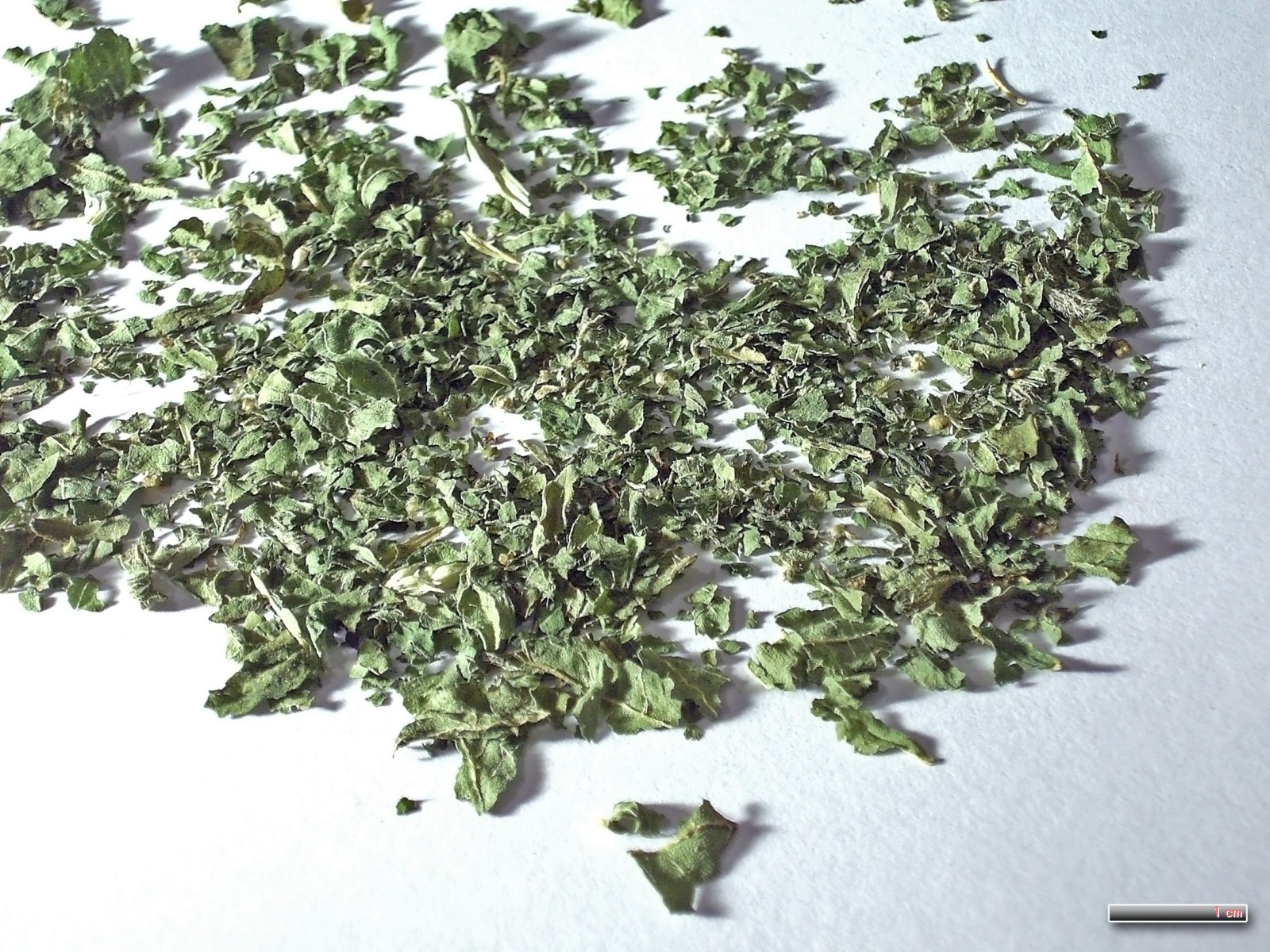 A scattering of crumbled, dried green nettle leaves on a white surface, with a 1 cm scale bar.
