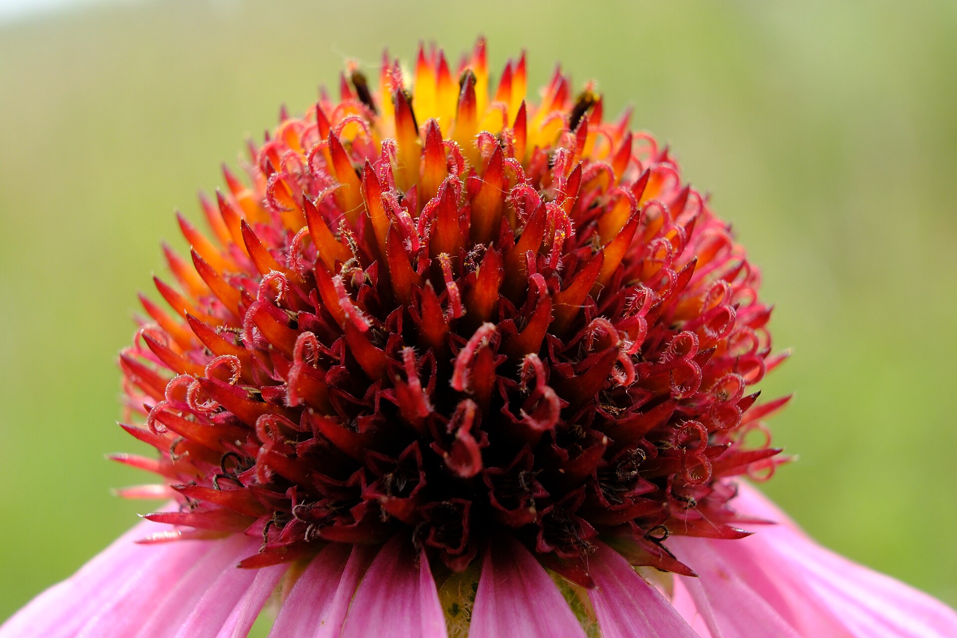 A close view of the dome-shaped flower head of a narrow-leaved coneflower, its spiky red and orange florets above drooping pink petals, against a blurred green prairie.