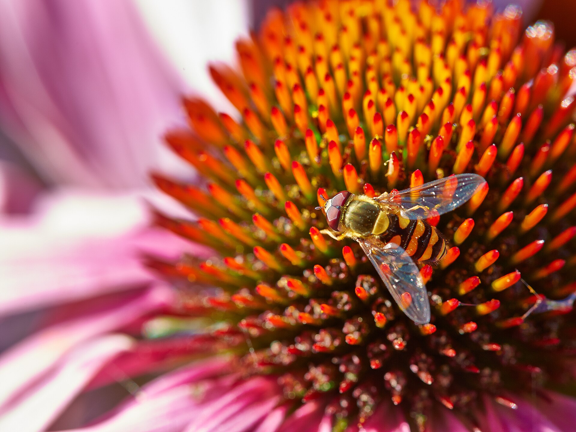 A close view of the spiky orange and red central cone of a purple coneflower with pink petals curving away, and a small striped hoverfly feeding on it.