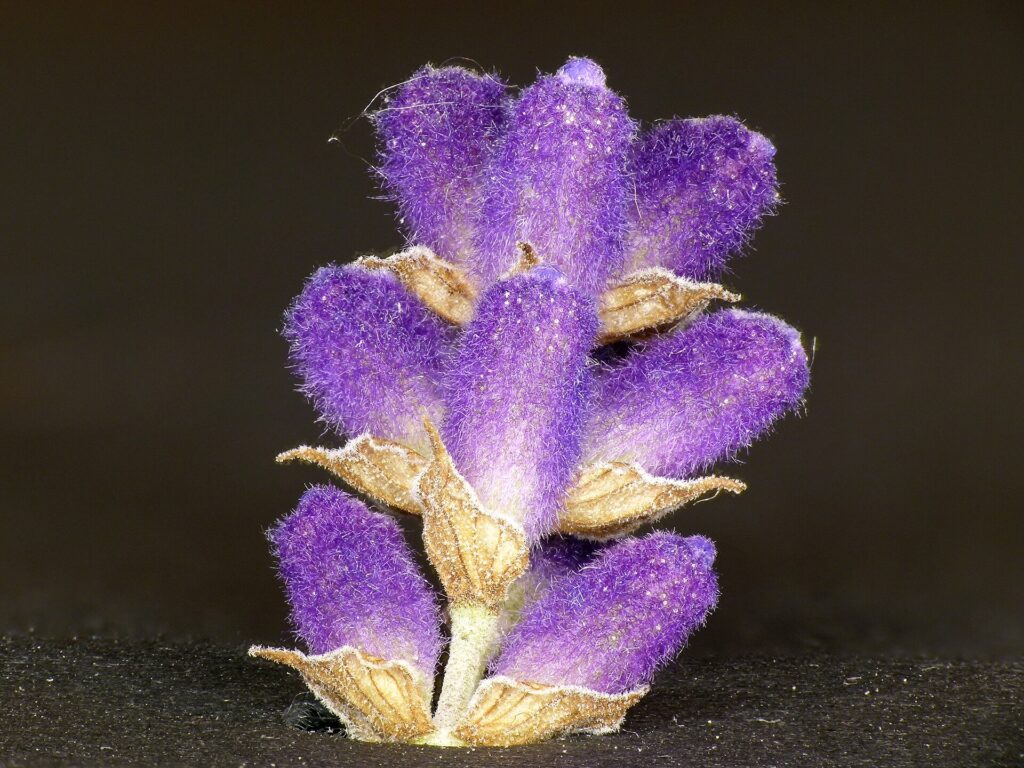 A close view of a single spike of English lavender with soft, hairy violet flower buds and pale brown sepals against a dark background.