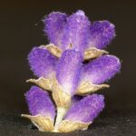 A close view of a single spike of English lavender with soft, hairy violet flower buds and pale brown sepals against a dark background.
