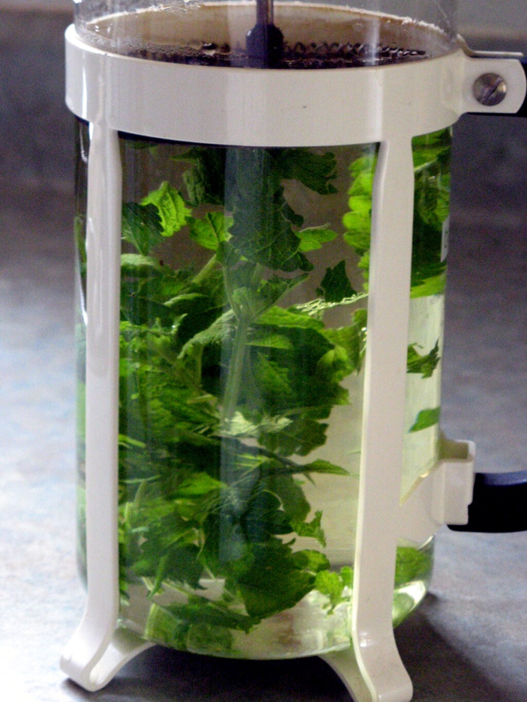 A glass cafetière packed with fresh green lemon balm leaves steeping in hot water.