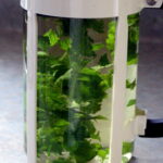 A glass cafetière packed with fresh green lemon balm leaves steeping in hot water.