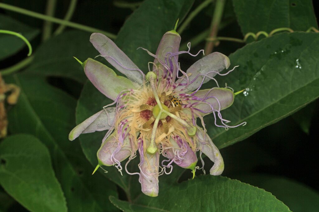 A pale purple and white passionflower with a fringe of curly purple filaments, three-branched style and a small spotted beetle, against dark green leaves.