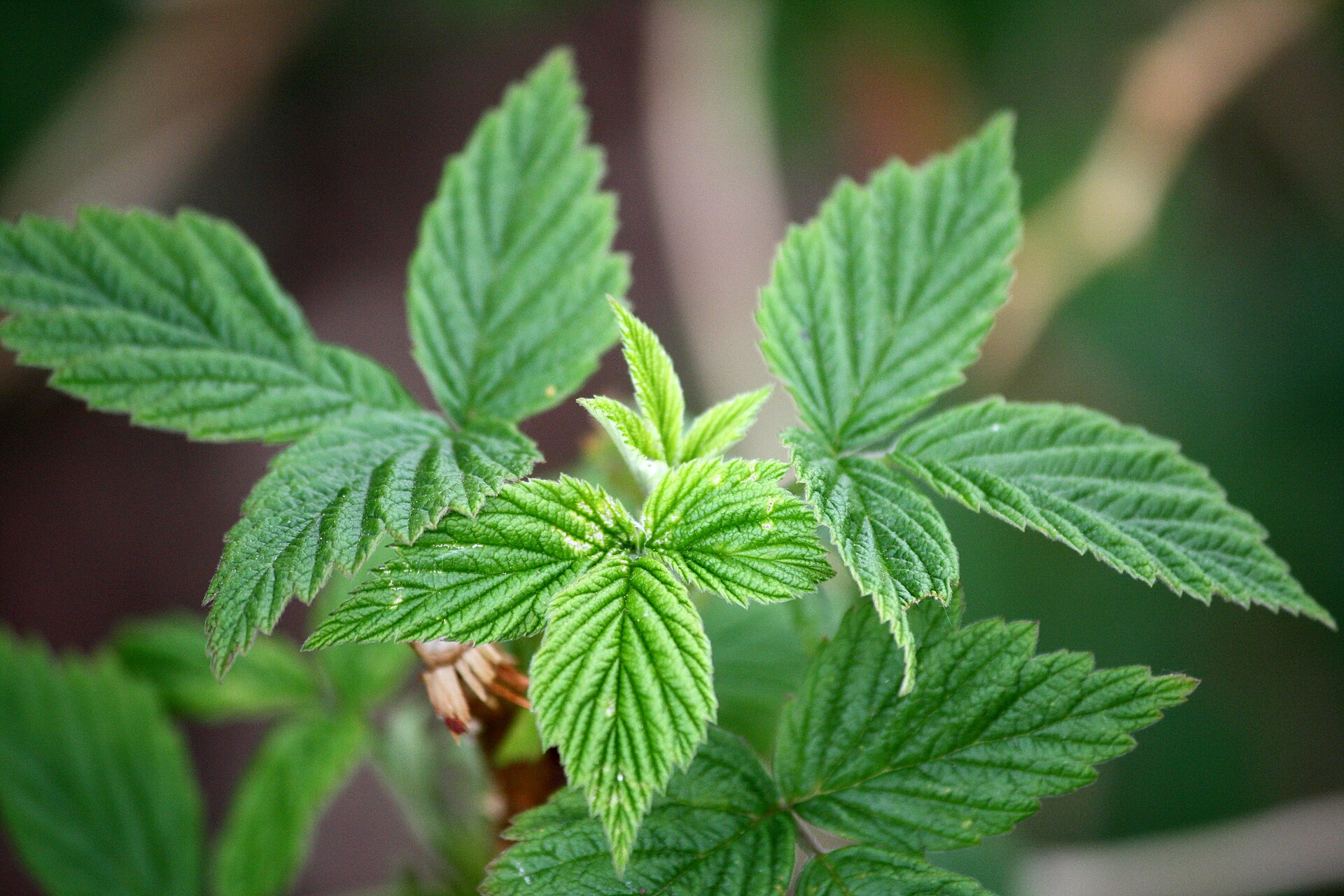 Bright green, toothed raspberry leaves growing on a plant in a garden.