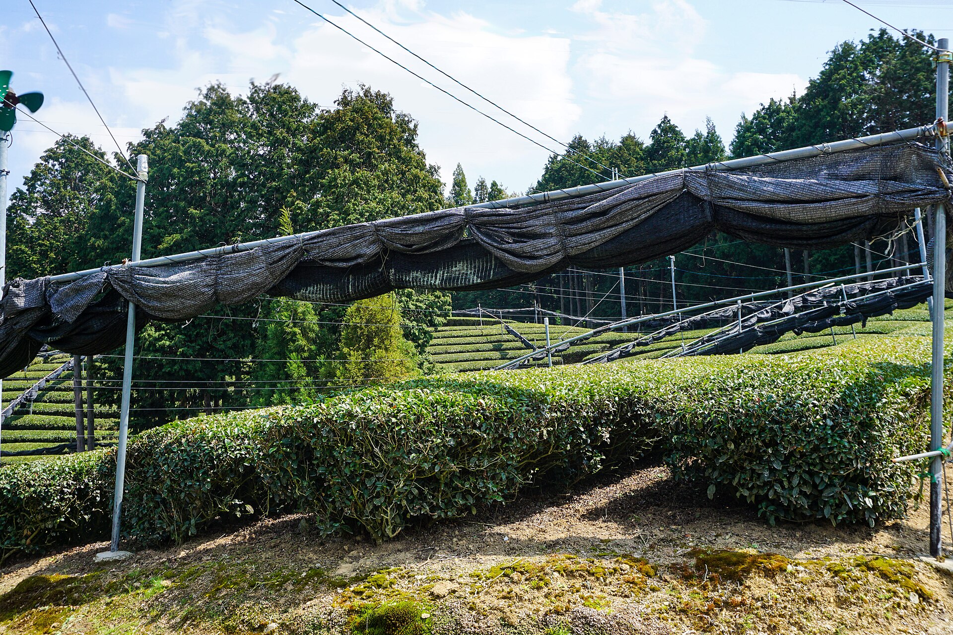 Rows of green tea bushes on a hillside with metal frames above them holding black shade netting, under a blue sky.