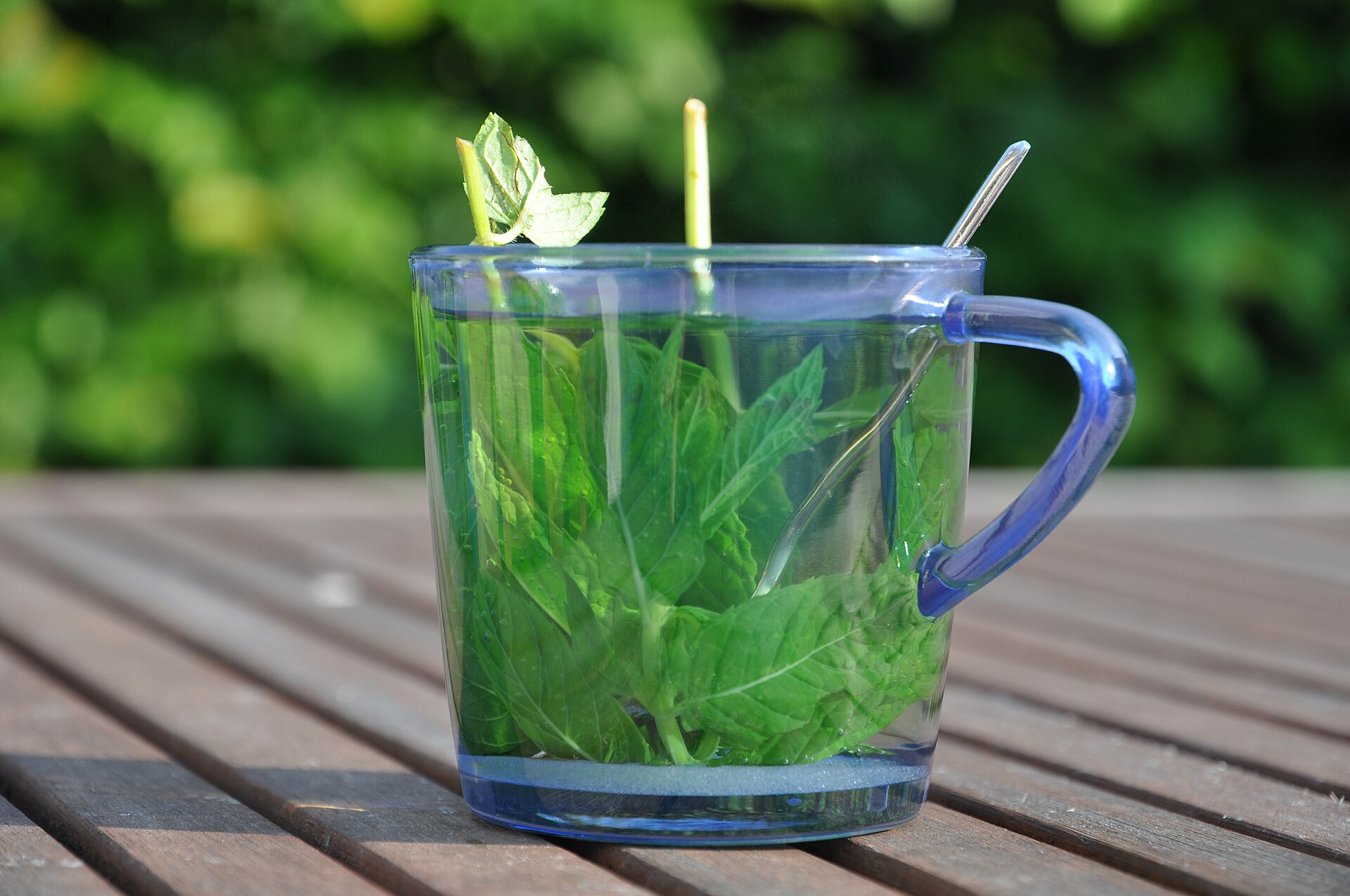 A blue-handled glass mug packed with fresh green mint leaves steeping in hot water, on a wooden garden table.