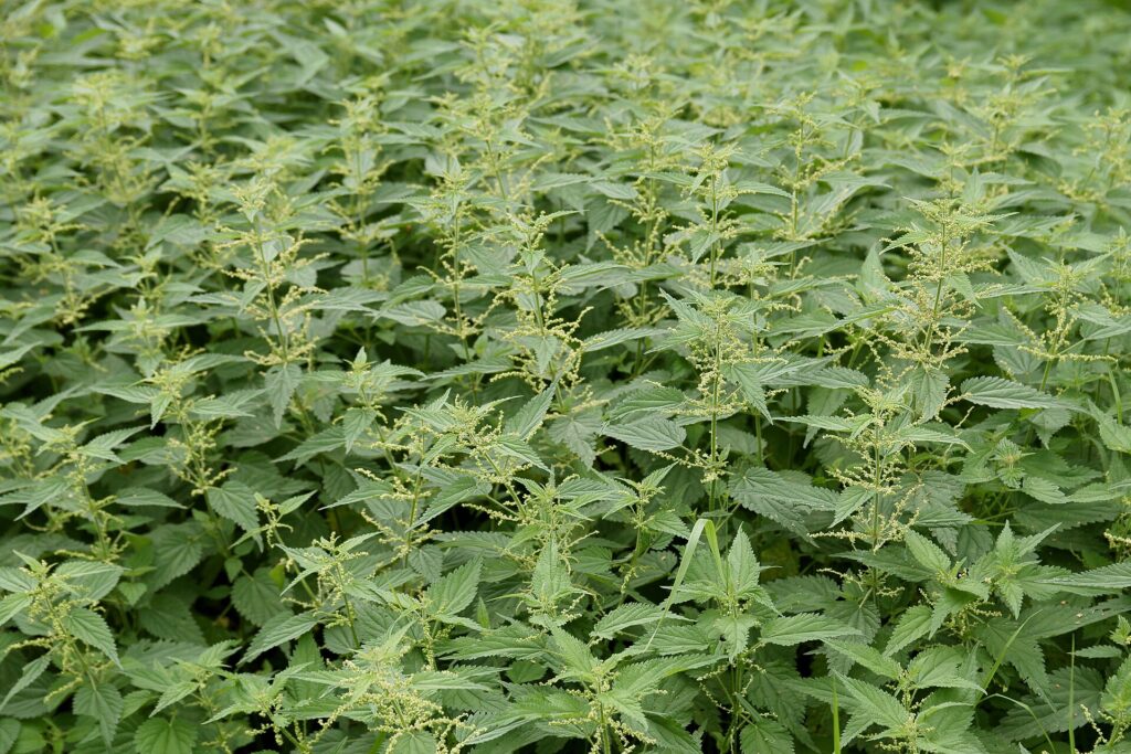 A dense stand of stinging nettle plants with toothed, pointed green leaves and drooping strings of small pale green flowers.