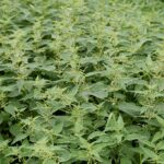 A dense stand of stinging nettle plants with toothed, pointed green leaves and drooping strings of small pale green flowers.