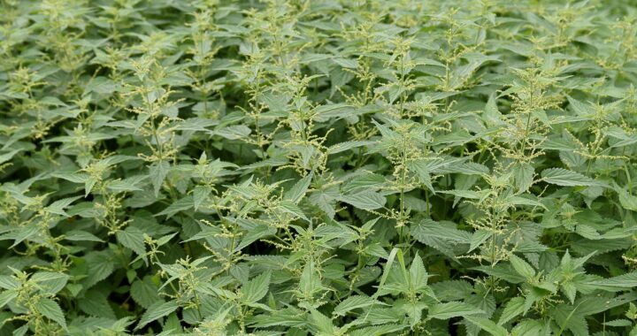 A dense stand of stinging nettle plants with toothed, pointed green leaves and drooping strings of small pale green flowers.