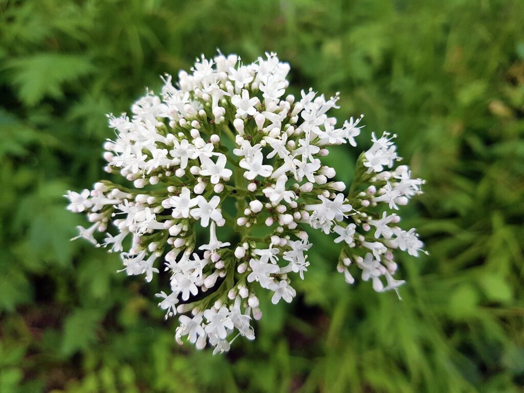 A rounded cluster of small white valerian flowers with pink buds, against a blurred green background.