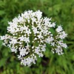 A rounded cluster of small white valerian flowers with pink buds, against a blurred green background.