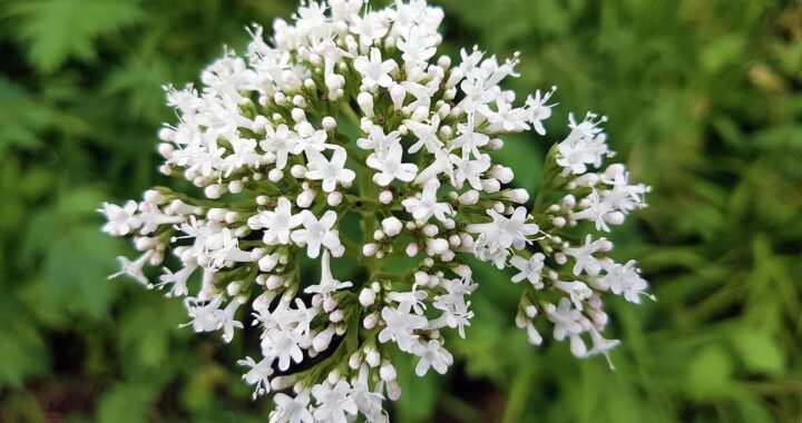 A rounded cluster of small white valerian flowers with pink buds, against a blurred green background.