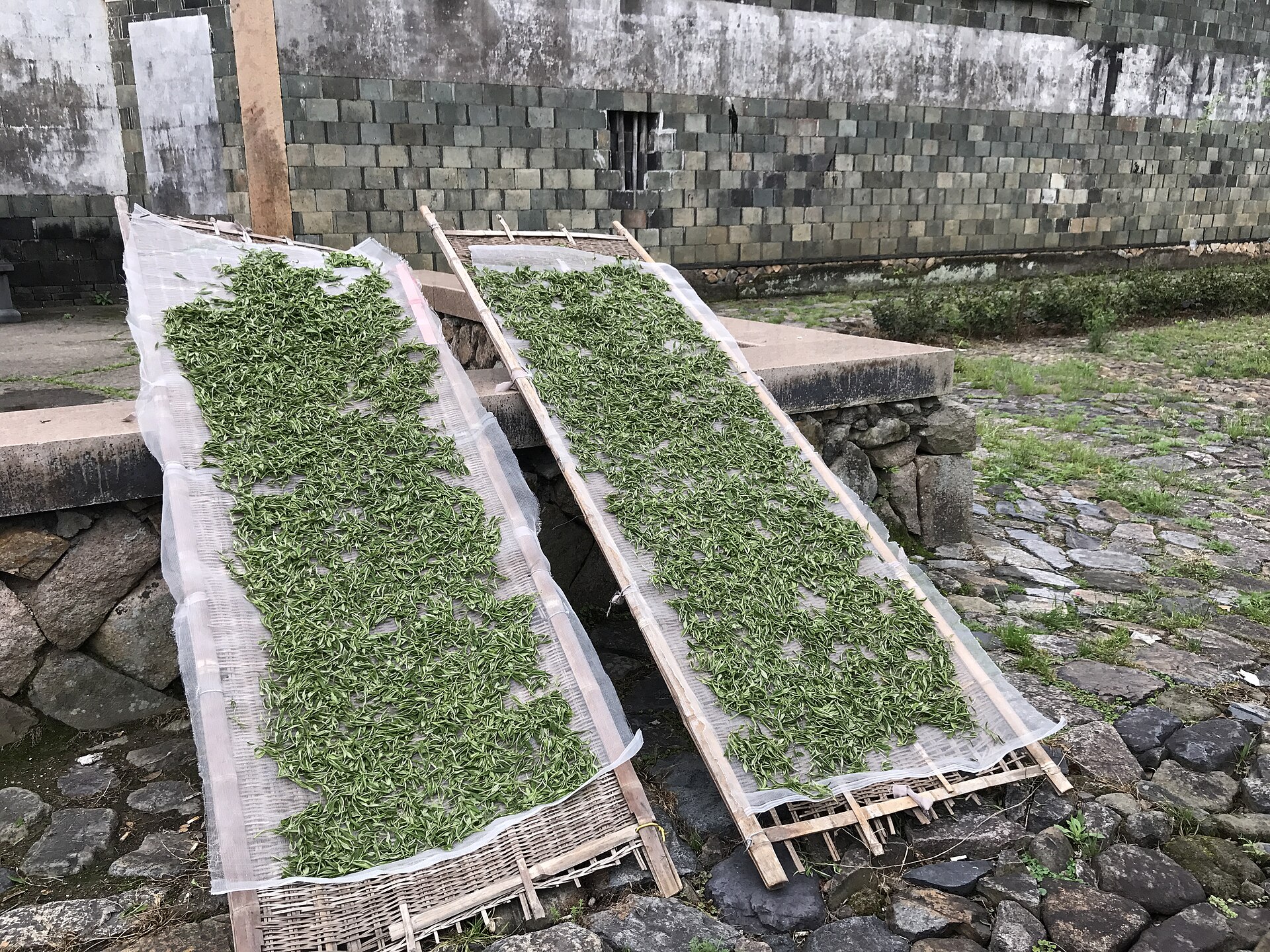 Fresh green tea leaves spread thinly on two tilted mesh racks to wither outdoors beside a stone wall.